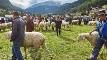 Bij het schapenfeest in Sölden vallen de mooiste dieren in de prijzen, © Anton Klocker