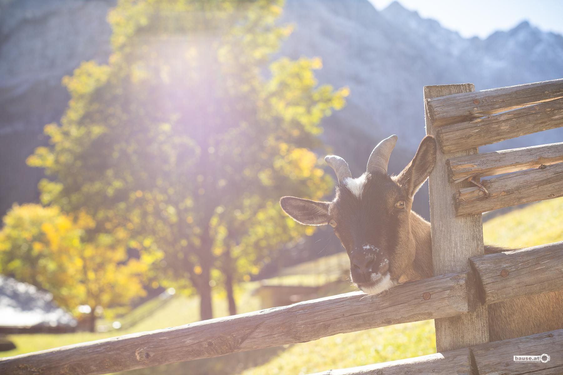 A curious kid is peeking over a fence. In the background, there are trees and mountains.