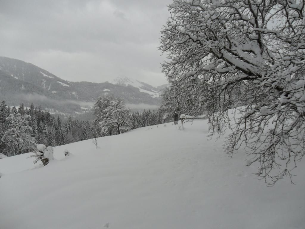A snowy landscape with trees and white slopes. The sky is overcast and the mountains are visible in the distance.