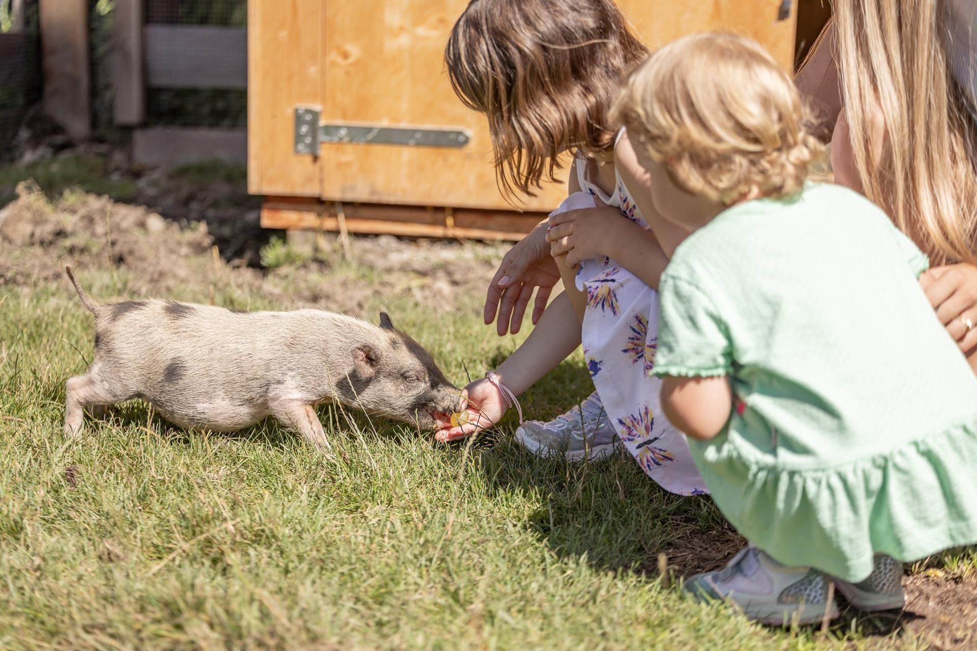 Mini Pigs