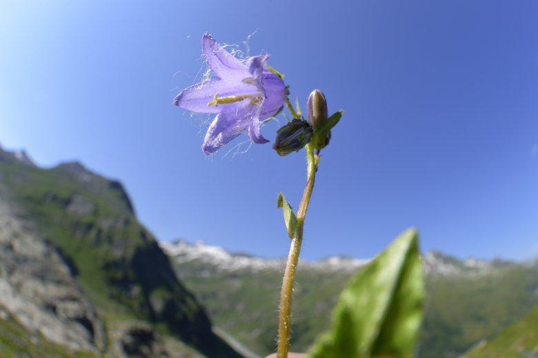 Bellflower, © Nationalpark Hohe Tauern 