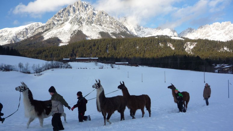 Winterlamatrekking aan de Wilder Kaiser, © Tirol Werbung/Wilder Kaiser