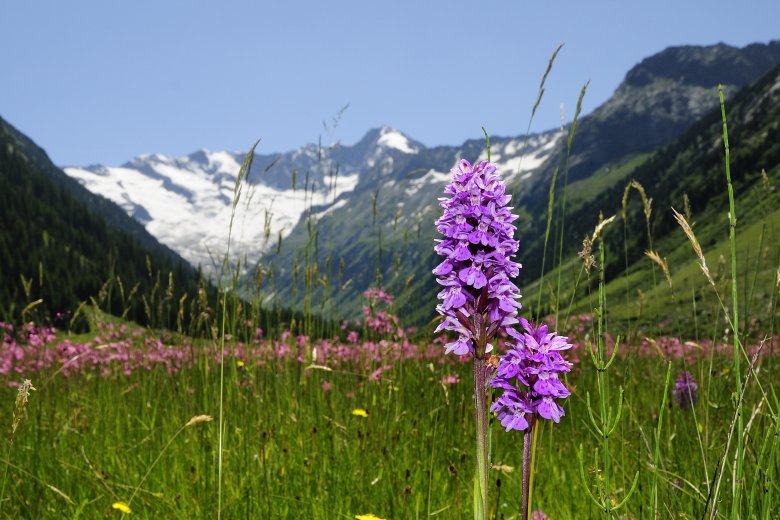 Brede Orchis, © Nationalpark Hohe Tauern / Rieder