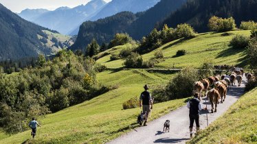 De terugkeer van het vee van de Pimigalpe, de Krabachalpe en de Stieralpe naar Steeg wordt gevierd met een mooie tocht, © Tirol Werbung/Peter Neusser