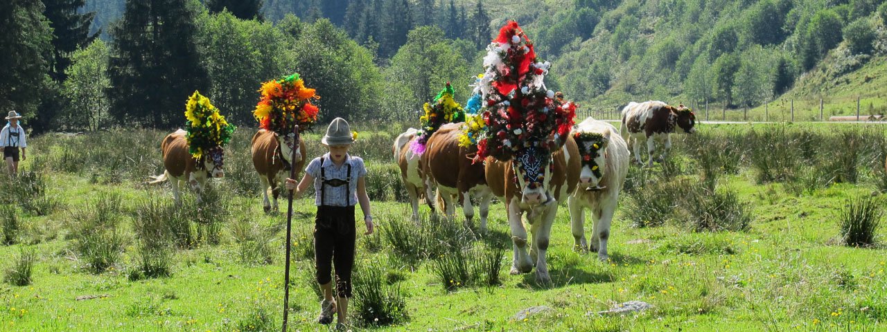 Meer dan 500 dieren worden in één dag naar de vallei van Auffach gedreven, © Wildschönau Tourismus