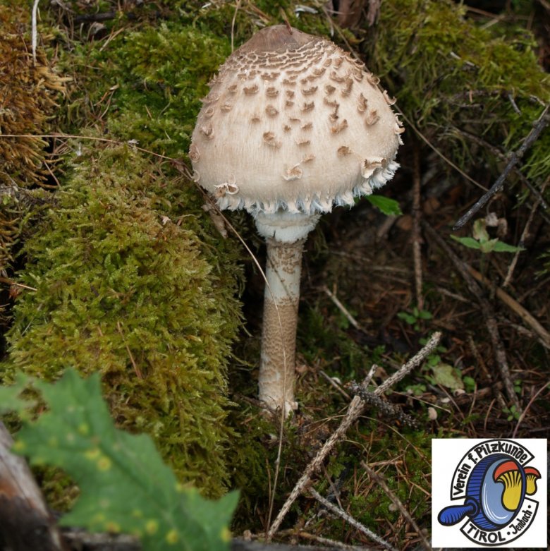 Bij deze eetbare paddenstoel moet u zeker zijn dat het om een Parasol gaat, want hij heft ook en giftige dubbelganger. Foto: Verein für Pilzkunde Tirol-Jenbach