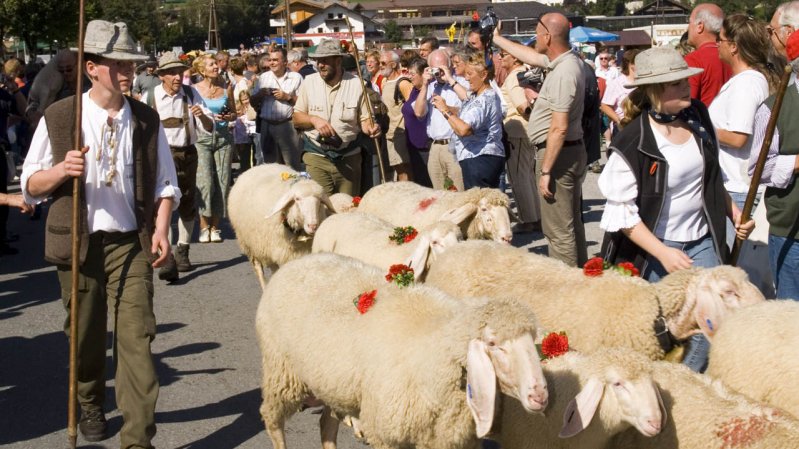 Ook schapen zijn bijn aanwezig bij de almabtrieb in Söll, © Albin Niederstrasser/TVB Wilder Kaiser