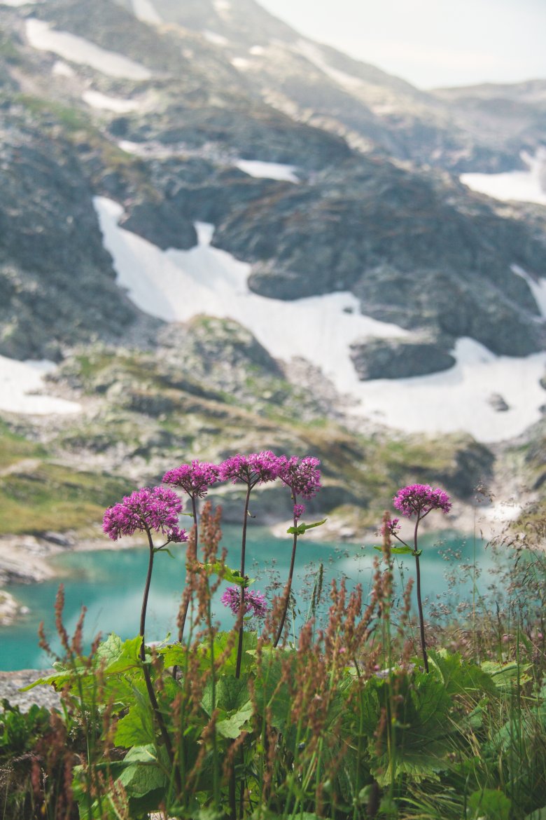 Adenostyles Alpina, © Nationalpark Hohe Tauern / Vanessa Szopory