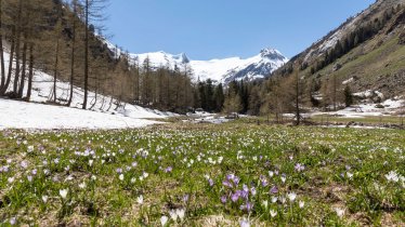 Nationalpark wandeling Innergschlöss, © Tirol Werbung/Mario Webhofer