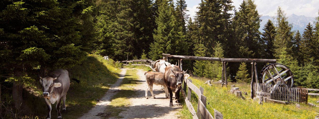 Wandeling naar de Mutterer Alm, © Tirol Werbung/Frank Bauer