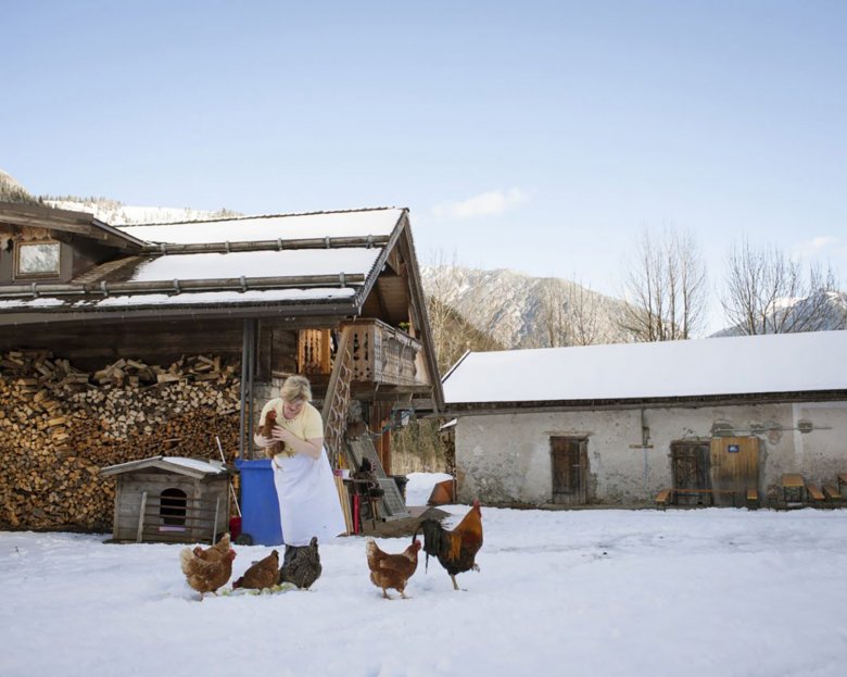 Haan en kippen op de boerderij in Tirol.