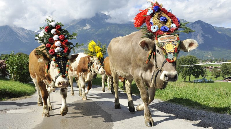 De koeien zijn prachtig versierd, © Grießenböck