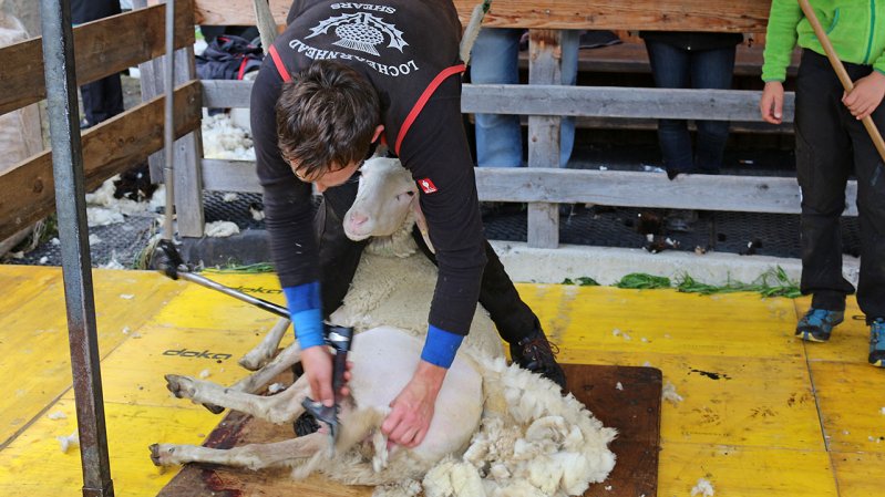 Bij hun aankomst in Pfunds worden de schapen geschoren, © TVB Tiroler Oberland / Kurt Kirschner