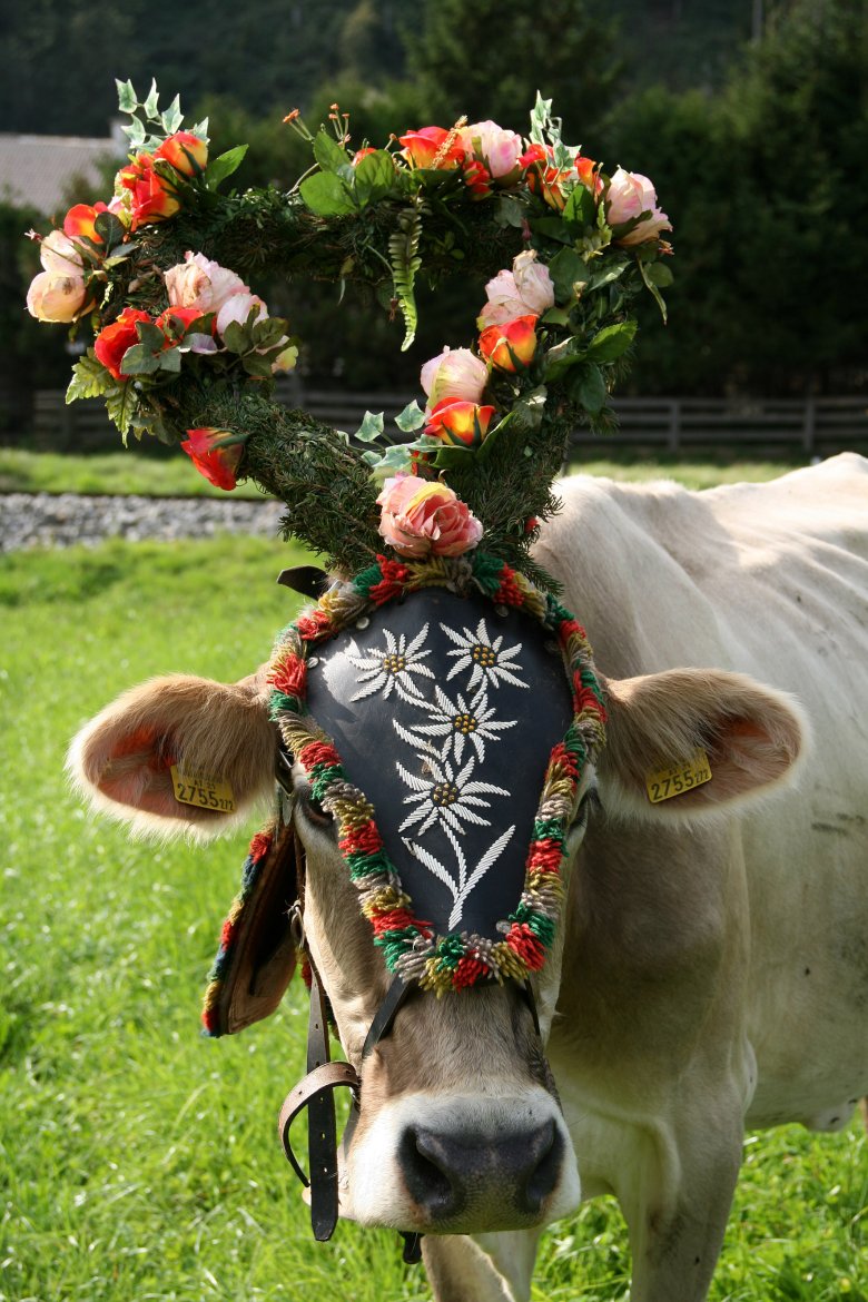 Versierde koe bij de Almabtrieb., © Tirol Werbung, Bernhard Aichner