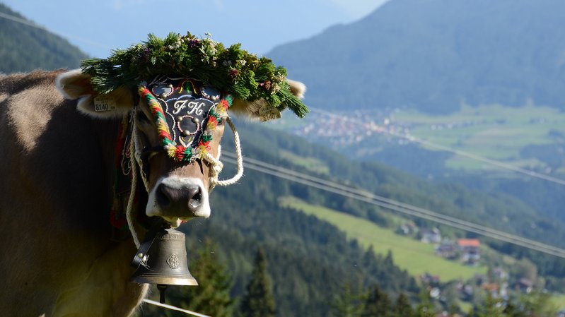 Almabtrieb vanuit de Schlickeralm en de Fronebenalm, © TVB Stubai Tirol